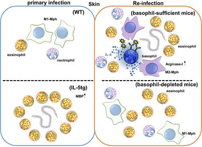 Basophils and Eosinophils in Nematode Infections